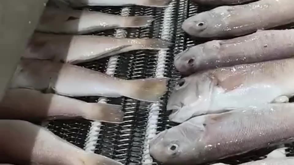 冻鱼在网带上